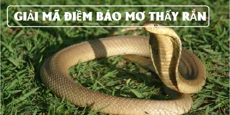 Nằm Mơ Thấy Rắn Đánh Con Gì - Gợi Ý Chi tiết Từ 77BET  7 Nằm mơ thấy rắn đánh con gì để bạn có thể trúng xổ số