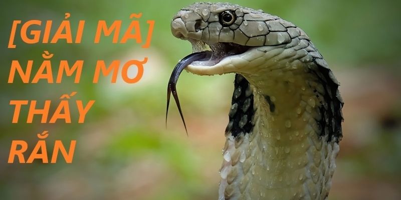 Nằm Mơ Thấy Rắn Đánh Con Gì - Gợi Ý Chi tiết Từ 77BET  3 Những con số nên đánh khi bạn mơ thấy rắn