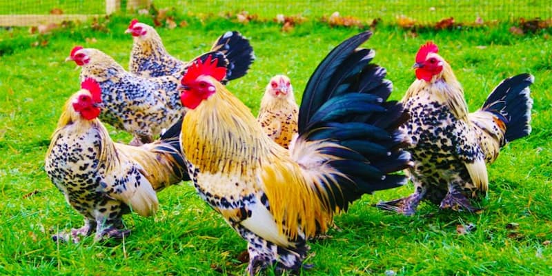 Mơ thấy gà đánh con gì chuẩn xác dành cho người mới 1 Mơ thấy gà đánh con gì chuẩn xác dành cho người mới